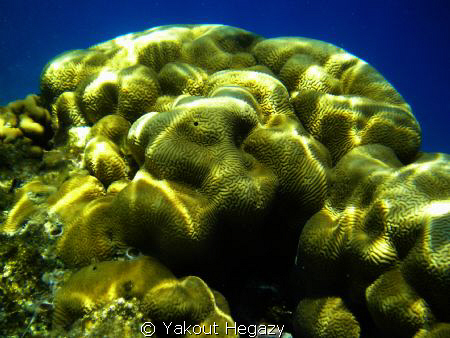 Brain coral(2)-Red sea-Egypt by Yakout Hegazy 