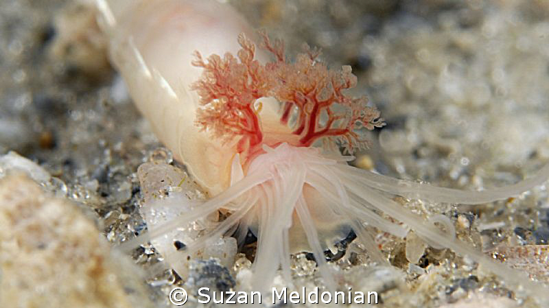 Fringed Worm, rarely seen by Suzan Meldonian 