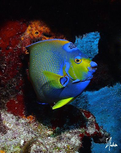 This Queen Angelfish shows just why she is the Queen. Thi... by Steven Anderson 