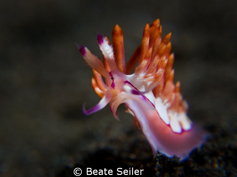 Flabelina on black sand at the house reef of the Alam Bat... by Beate Seiler 
