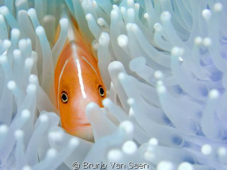 Anemoonfish. I love the way the fish is looking to me by Bruno Van Saen 