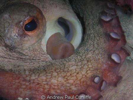 Close up of a nice Octopus in a crevice that was pleasent... by Andrew Paul Cunliffe 