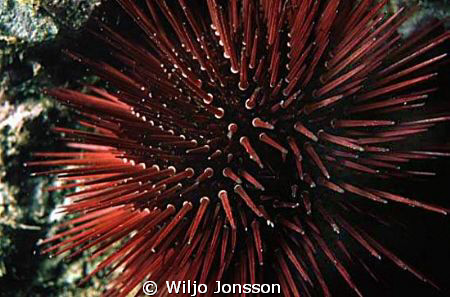 Sea urchin at Sardinia Italy by Wiljo Jonsson 