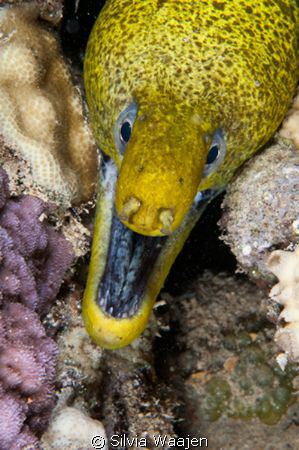 Gymnothorax undulatus on the reef Gubal Saghira. by Silvia Waajen 