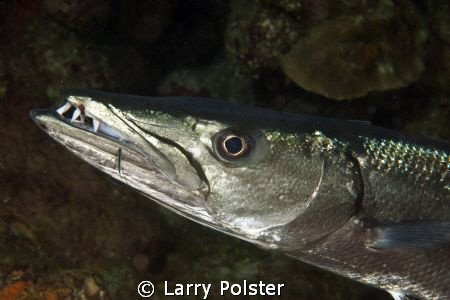Cleaning station, lip and eye, D300 w/ 60mm lens, cropped... by Larry Polster 