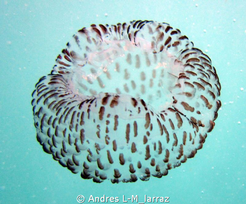 Ribbed Jelly by Andres L-M_larraz 