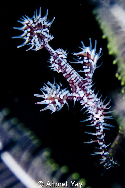 Ghost pipe fish... by Ahmet Yay 