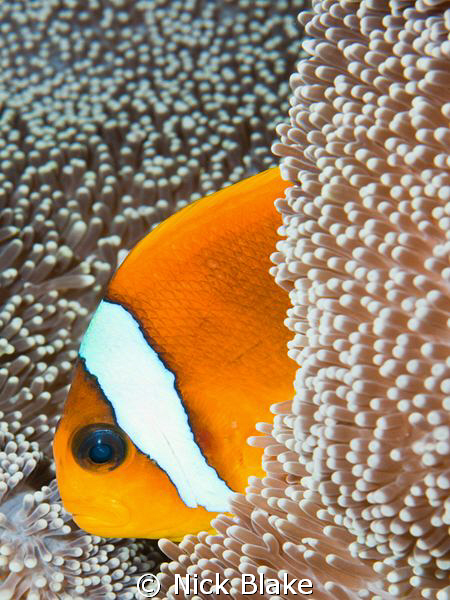 Anemone fish, Red Sea.
Nikon D300, 60mm lens. by Nick Blake 