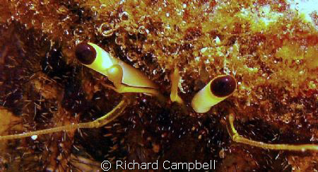 craby eyes..sealife DC1000.. by Richard Campbell 