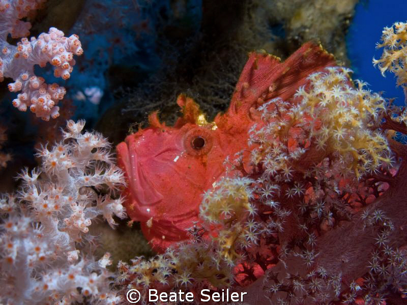 Leaf Scorpionfish in red , taken with canon G10 and UCL165 by Beate Seiler 