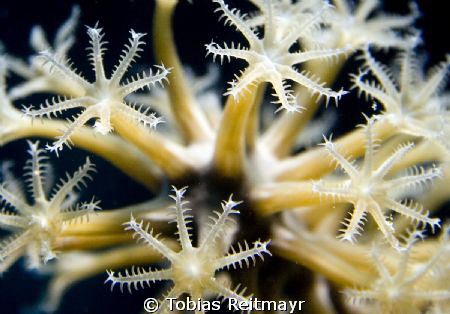 Gorgonian octocoral, Black Coral Wall, Utila. Canon EOS 3... by Tobias Reitmayr 