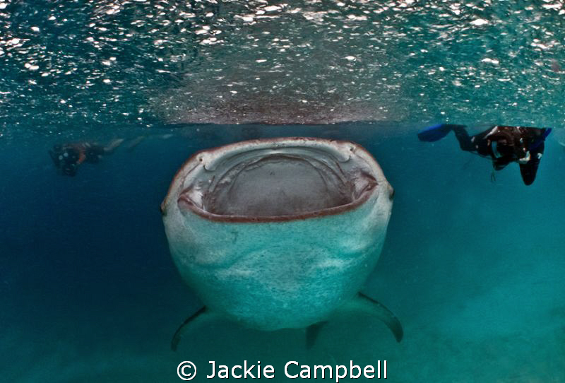 Hanifaru in the rain :)
Feeding whaleshark in the rain. by Jackie Campbell 