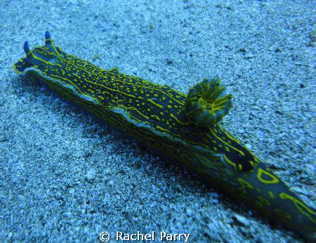 I took this photo of a nudibranch 3 days ago along the Ha... by Rachel Parry 