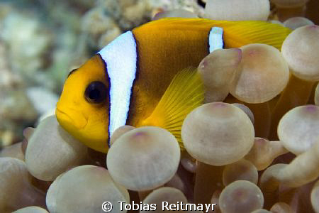 Red Sea Anemonefish, Abu Hamada, Hurghada. Canon EOS 350d... by Tobias Reitmayr 