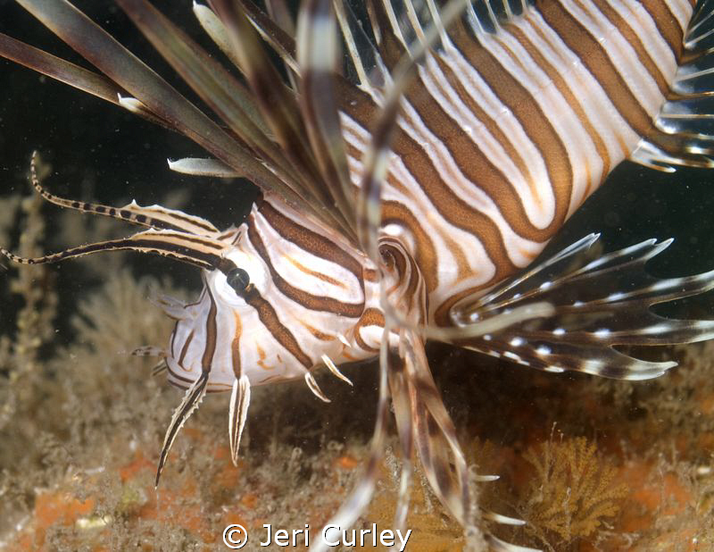 Lionfish Invasion Update.  Lionfish have invaded Blue Her... by Jeri Curley 