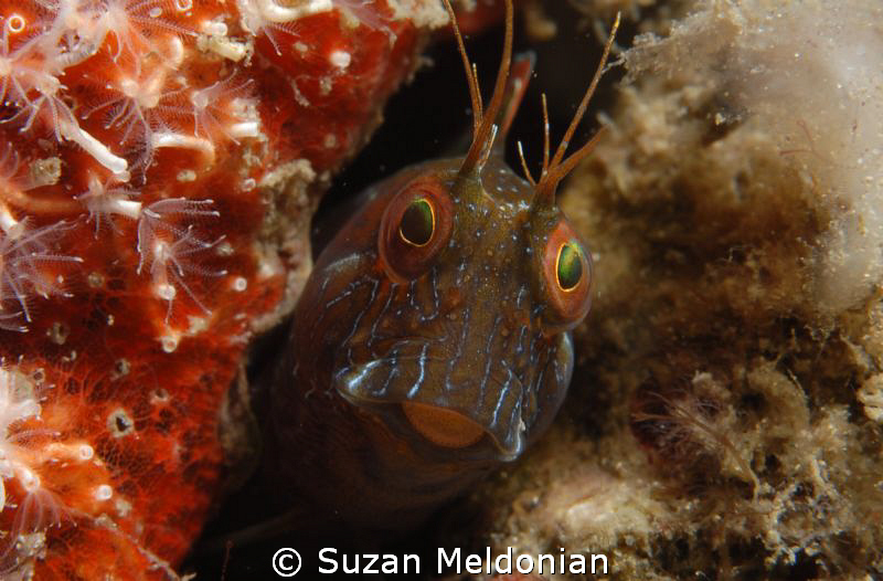 Silly  Seaweed Blenny by Suzan Meldonian 