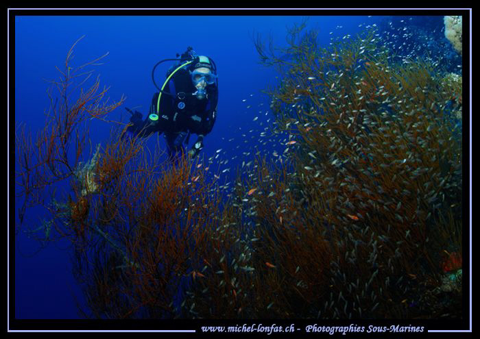 Diving the surroundings of Dahab... :O)... by Michel Lonfat 