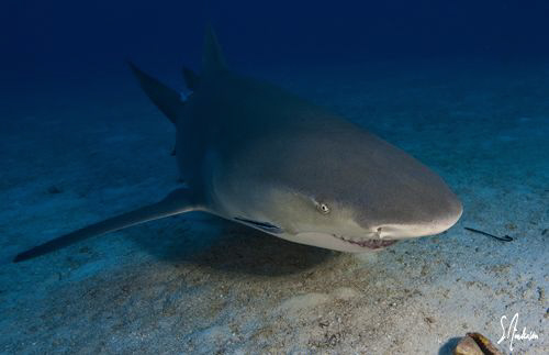 This Lemon Shark glides in for a closer look. This image ... by Steven Anderson 
