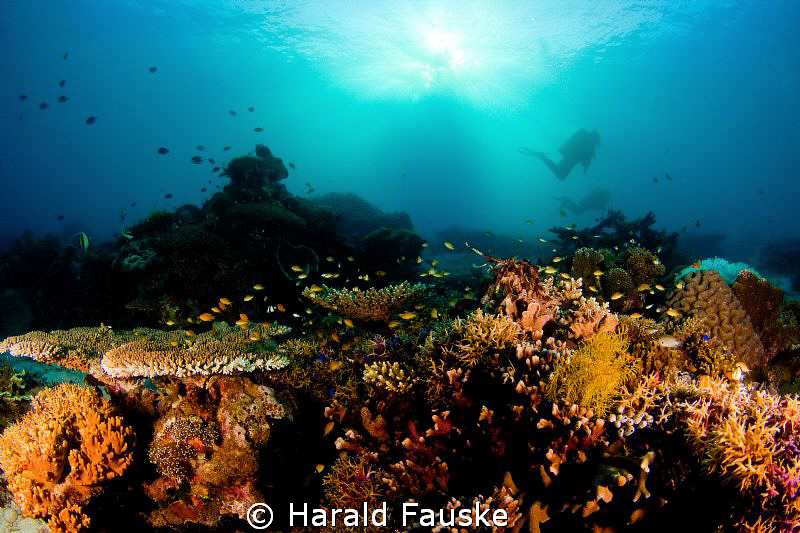 divers drifting over a beautiful coral reef, Sogod Bay Pi... by Harald Fauske 