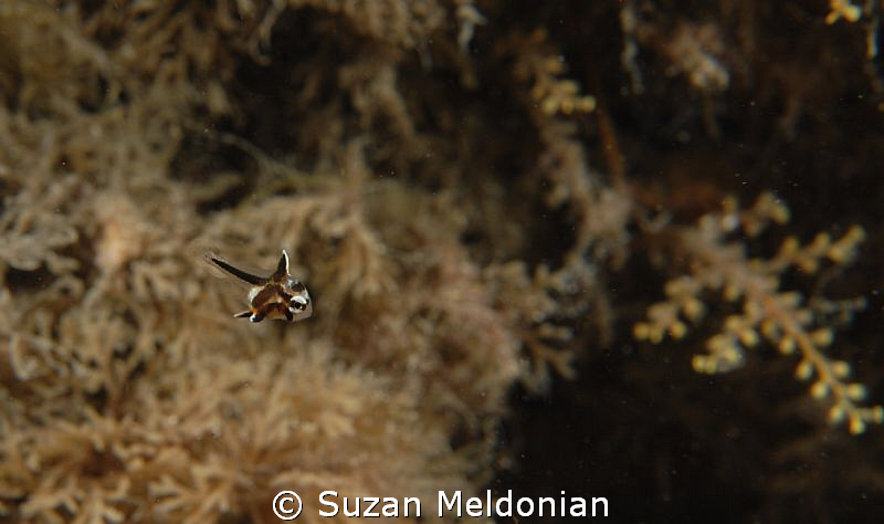 Tiniest Spotted Drum by Suzan Meldonian 