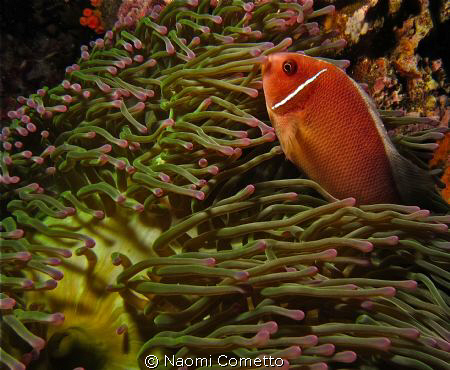 anemone fish by Naomi Cometto 