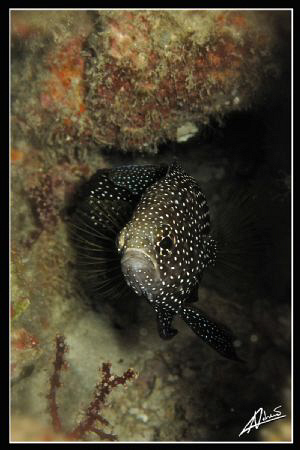 long fin comet fish in Anita's Reef (Similan National Par... by Adriano Trapani 