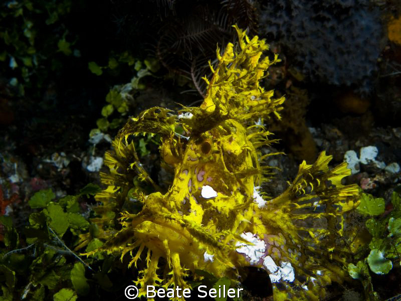 Weedy Scorpionfish (Rhinopias frondosa). 110 feet deep an... by Beate Seiler 