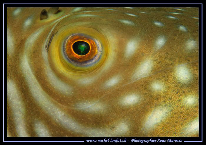 The details and the eye of a Pufferfish in the waters of ... by Michel Lonfat 
