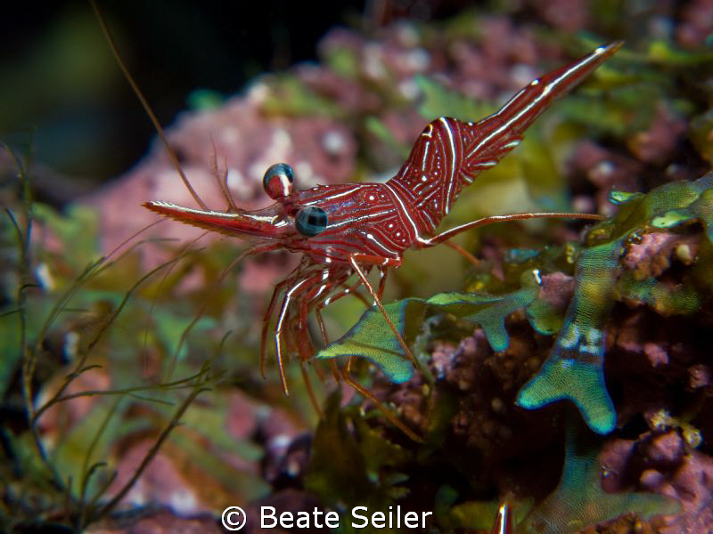 Durban Hinge-beak Shrimp, Canon G10 UCL165 by Beate Seiler 