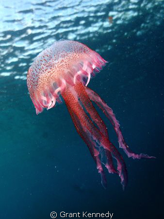 Jellyfish - Nikon D70, 14mm Lens by Grant Kennedy 