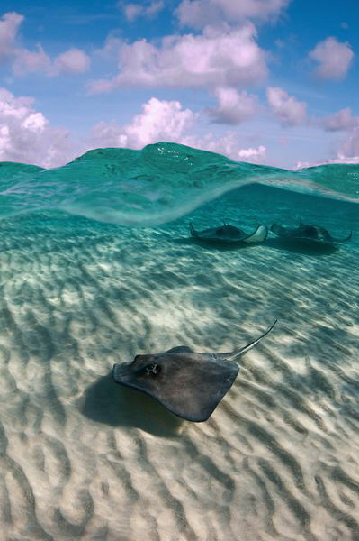 Southern Stingrays cruising over a shallow sand bar to th... by Paul Colley 