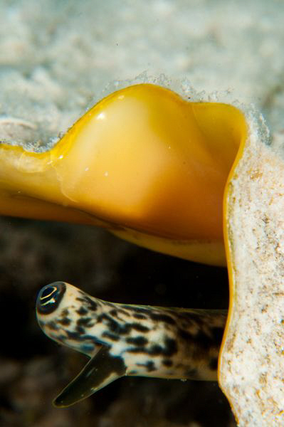The eye of a Conch peeking out from his shell by Paul Colley 