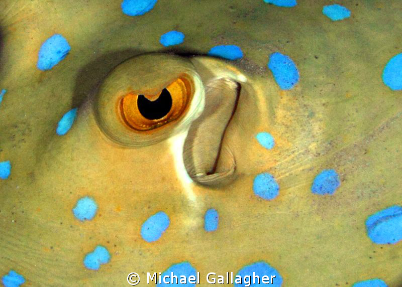 Eye contact - Blue Spotted Stingray at night - Red Sea, E... by Michael Gallagher 