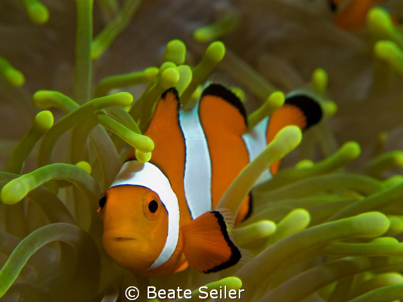 Nemos home , taken at the wonderful house reef of Alam Ba... by Beate Seiler 