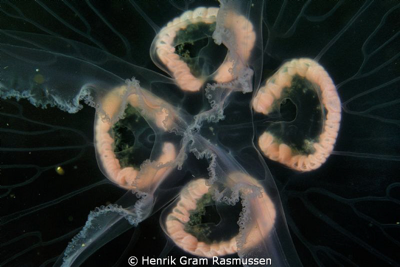 Jellyfish by Henrik Gram Rasmussen 
