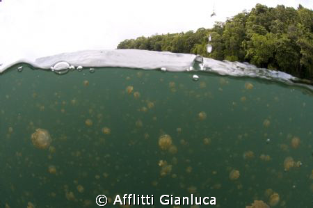 jellyfish grazing by Afflitti Gianluca 