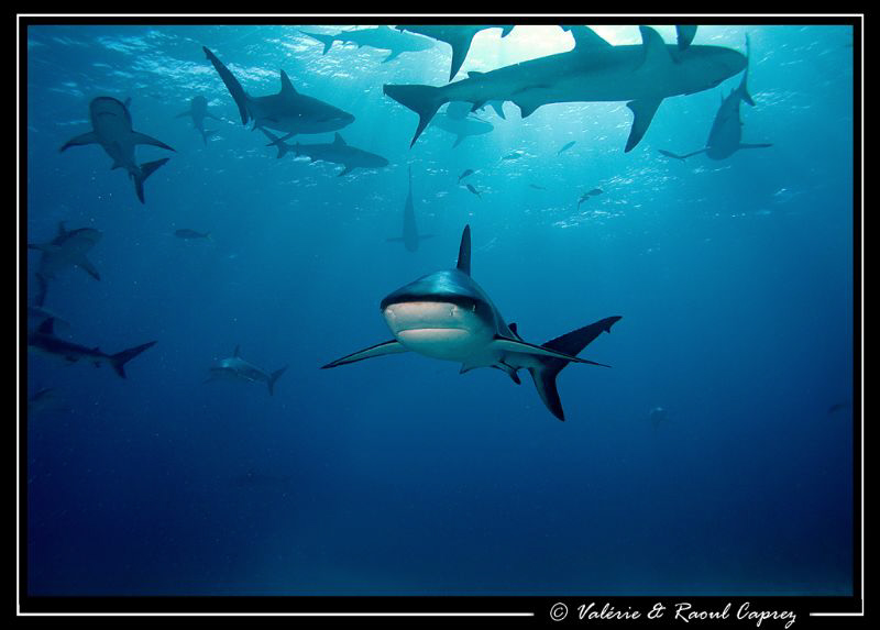 Crowded day :-) (Carcharhinus perezi) by Raoul Caprez 