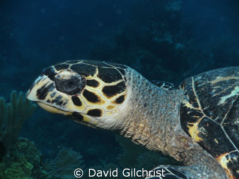 On the last dive of a recent trip to Roatan, this turtle ... by David Gilchrist 