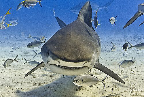 How do you like me now? Big Tiger Sharks at Tiger Beach p... by Steven Anderson 