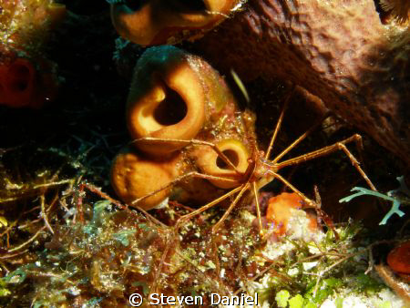 Arrow Crab on Cozumel's Big Horseshoe Reef by Steven Daniel 