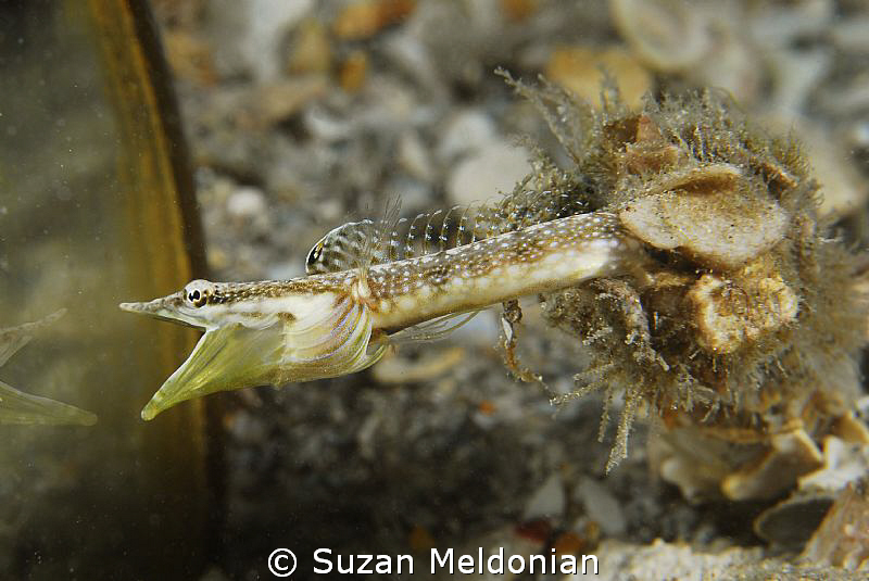 Blue Throat Pike Blenny, in love . . .with himself. He'd ... by Suzan Meldonian 