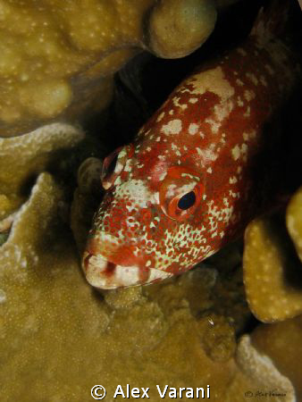 shy grouper
Shot with CANON G9 by Alex Varani 