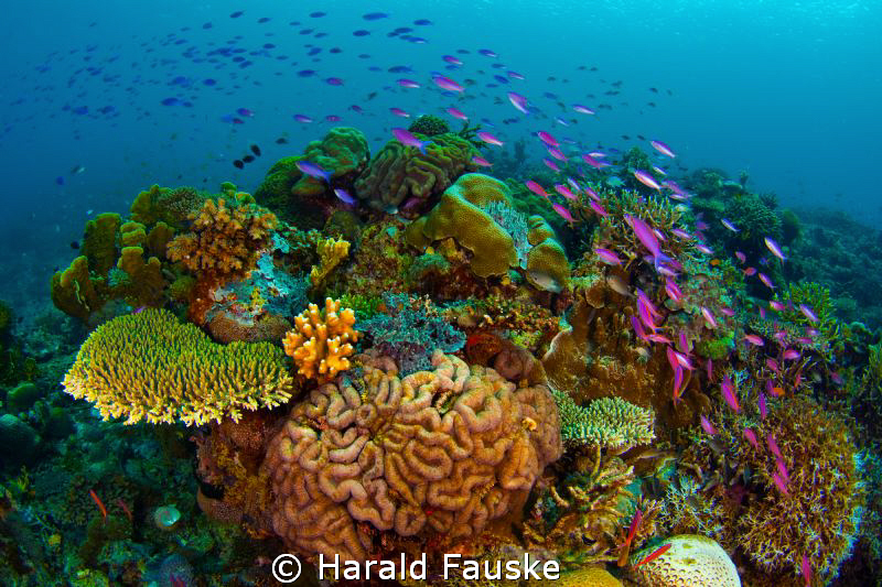 school of fish passing over the coral reef, Sogod Bay
in... by Harald Fauske 