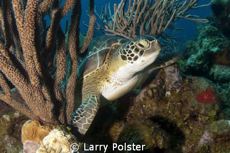 The locals call him Leonardo, dive site Turtle Crossing, ... by Larry Polster 