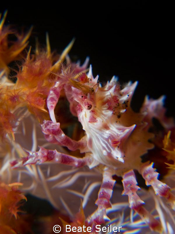 Soft coral procelain crab by Beate Seiler 