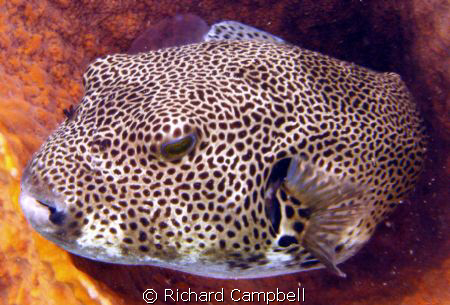 rest time--sealife cd1000 by Richard Campbell 