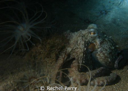 One of the playful octopus on a night dive, Sony by Rachel Parry 
