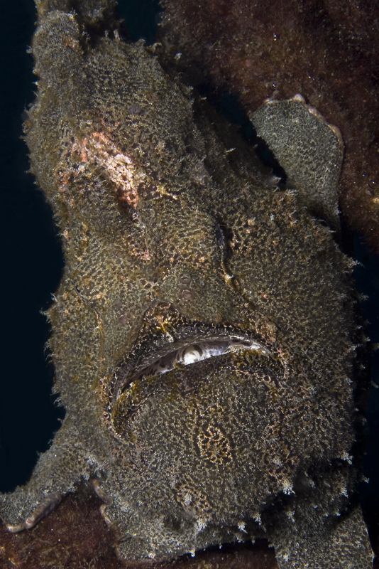 GIANT

Giant frogfish - Antennarius commerson (commerso... by Jörg Menge 