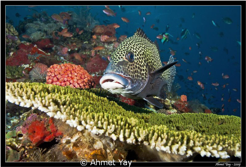 Sweetlips on the coral... by Ahmet Yay 