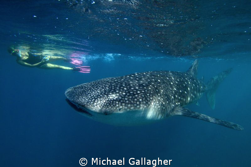 Sub-adult whale shark with snorkeller, Djibouti by Michael Gallagher 